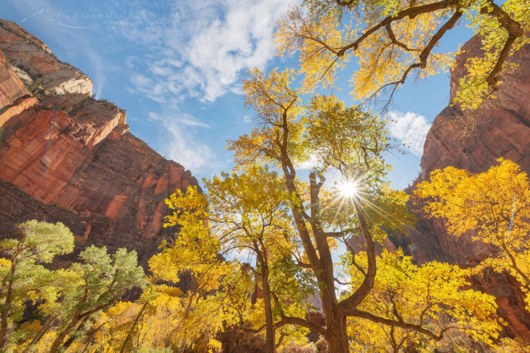 Fall Color Zion National Park Utah Alan Majchrowicz Photography