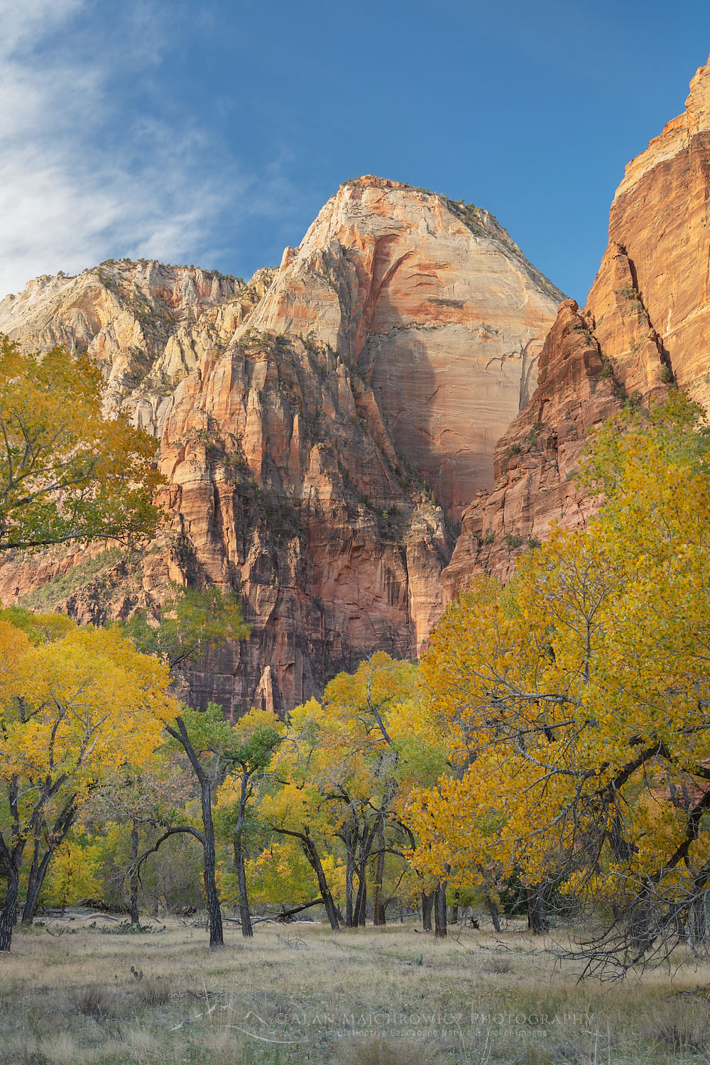 Grove of cottonwood treess in fall color Zion National Park Utah #76685