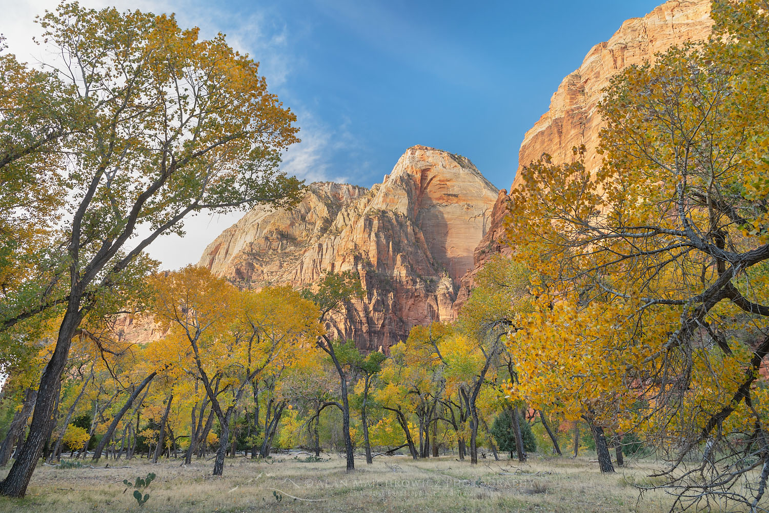 Grove of cottonwood treess in fall color Zion National Park Utah #76687