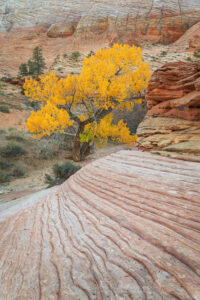 Cottonwood tree in fall foliage in East Canyon, Zion National Park Utah