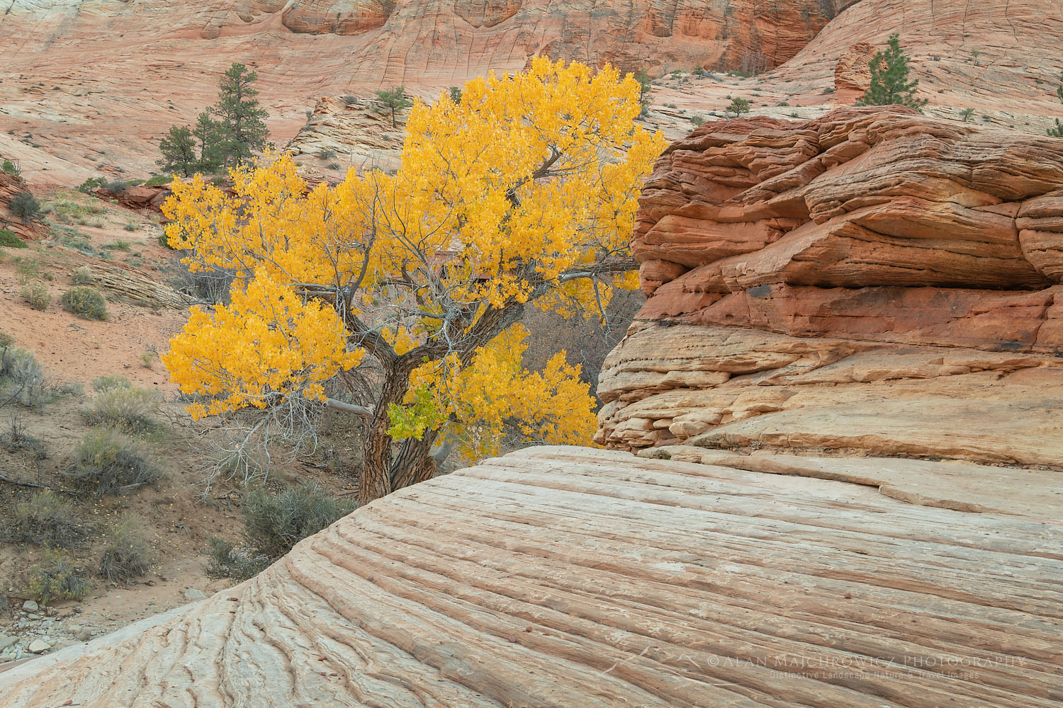 Cottonwood tree in fall foliage in East Canyon, Zion National Park Utah #76003