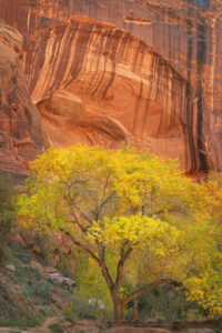 Cottonwood tree in Coyote Gulch, Glen Canyon National Recreation Area Utah #76078