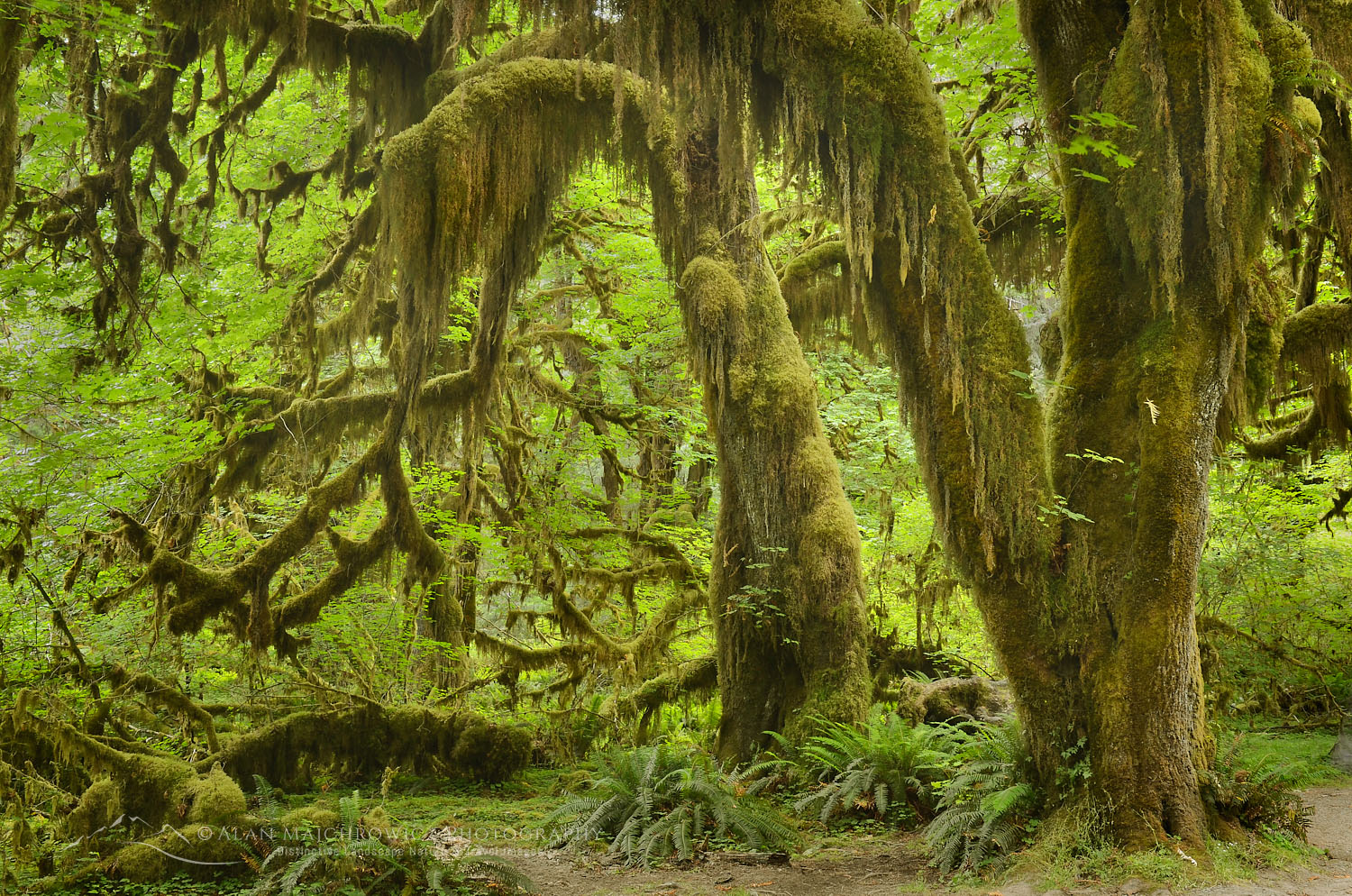 Hall of Mosses, Hoh Rain Forest Olympic National Park #54051