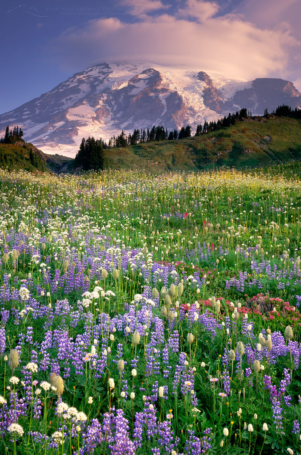 Mount Rainier from wildflower meadows of Paradise, Mount Rainier National Park Washington #3484
