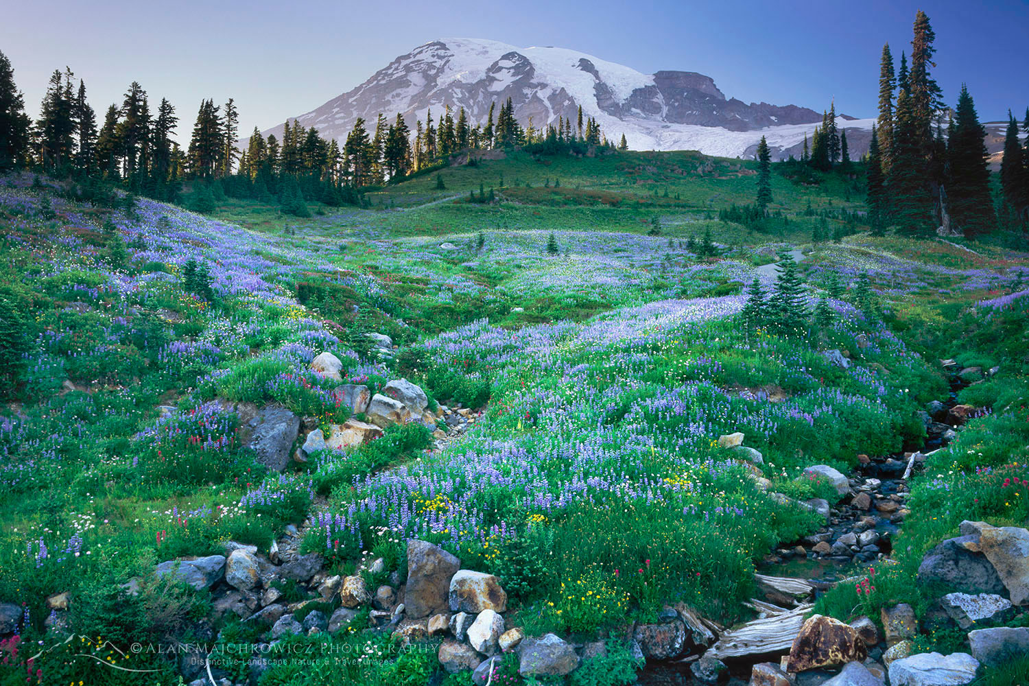 Mount Rainier from wildflower meadows of Paradise, Mount Rainier National Park Washington #3499