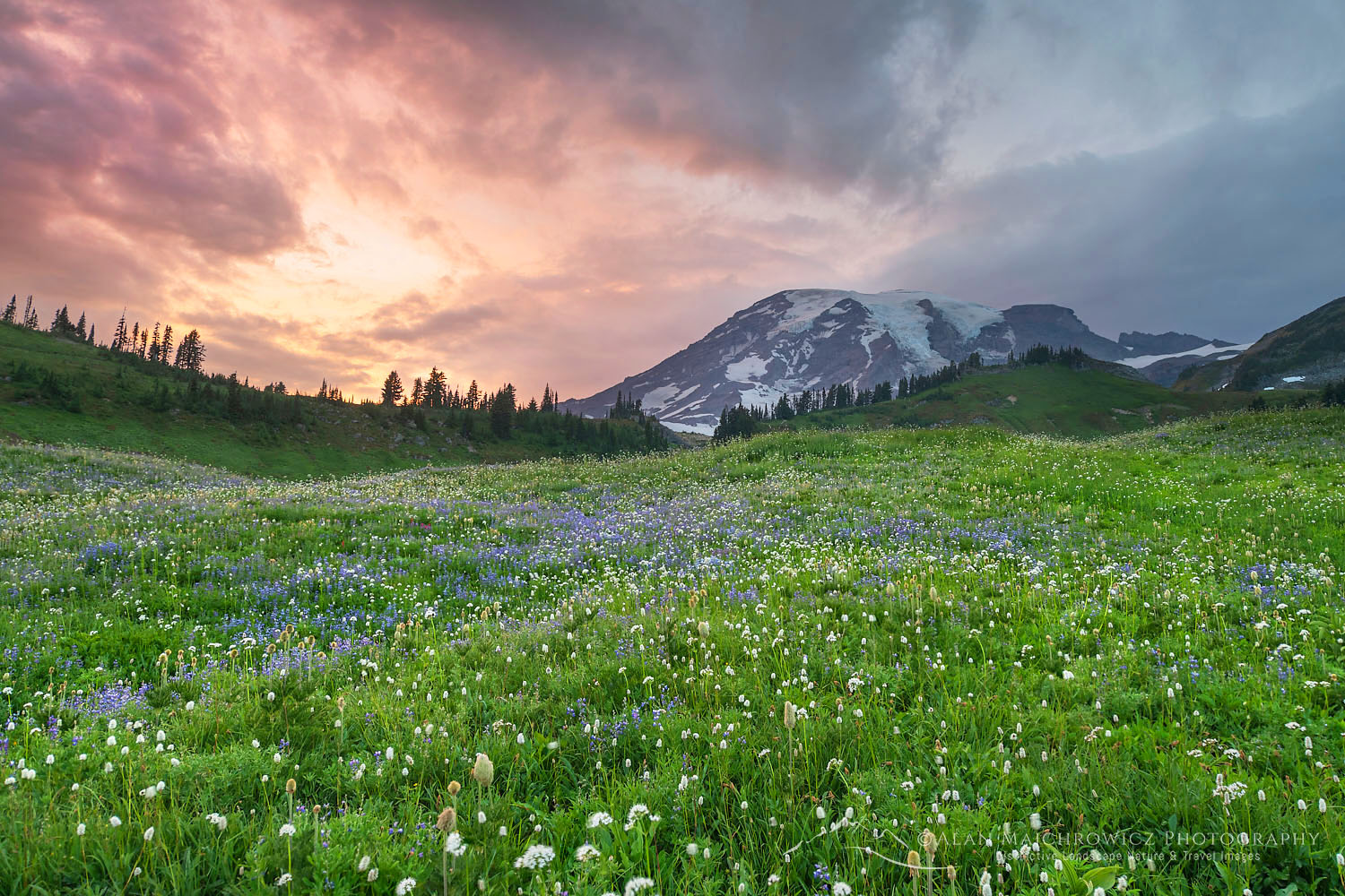 Sunset over wildflower meadows of Paradise containing a mixture of Broadleaf Lupines, and American Bistort. Mount Rainier National Park, Washington #73203