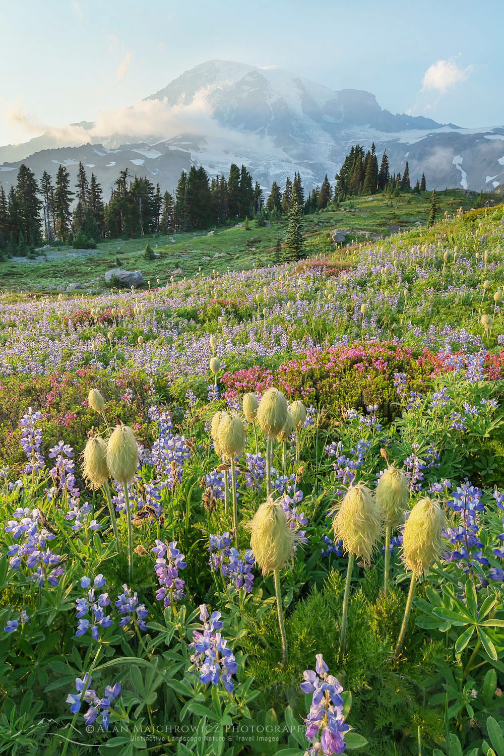 Mount Rainier Paradise wildflower meadows containing a mixture of Western Anemone, Broadleaf Lupines, Pink Mountain Heather, and American Bistort. Mount Rainier National Park, Washington #73244
