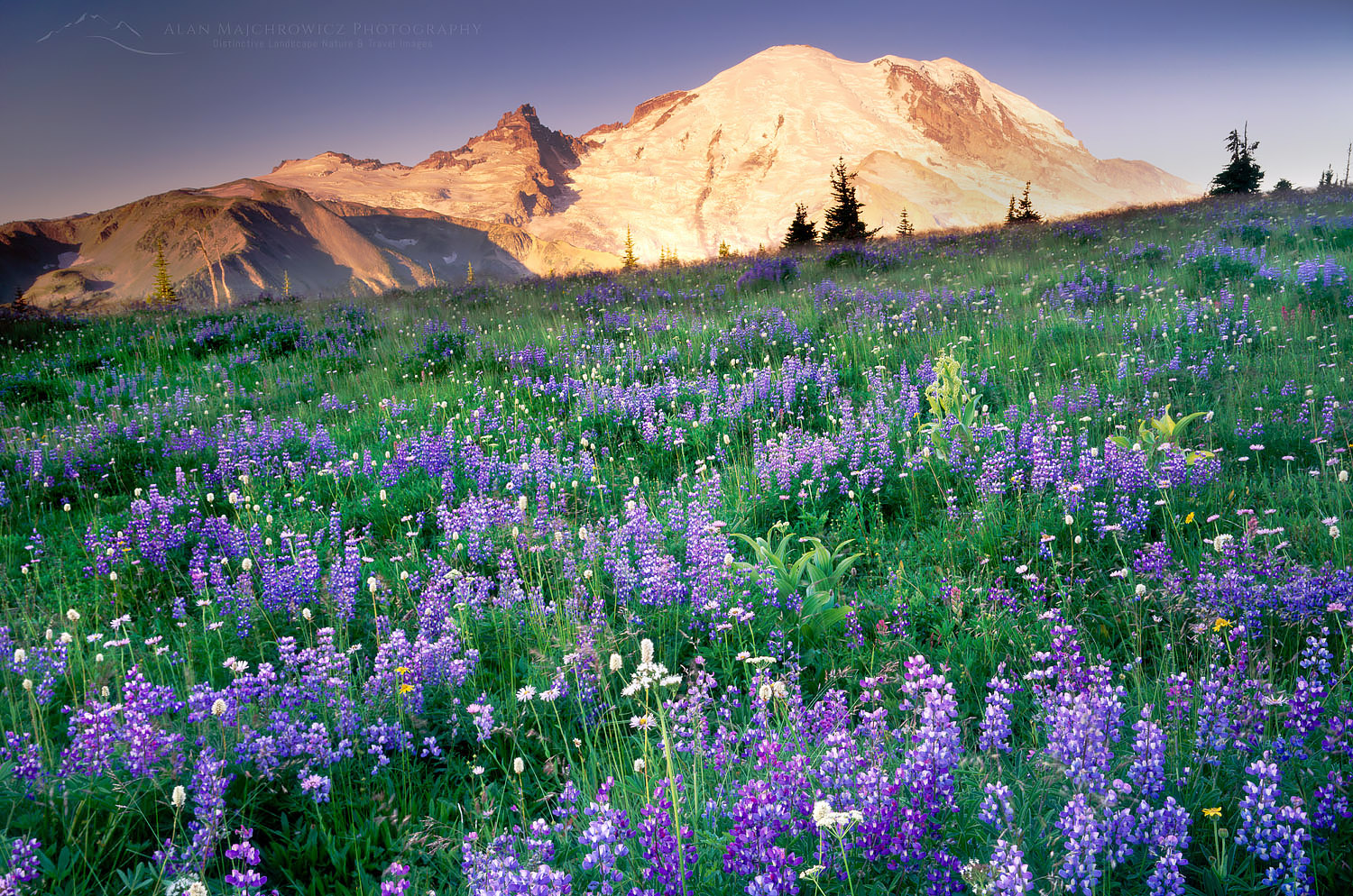 Mount Rainier from wildflower meadows of Yakima Park, Mount Rainier National Park Washington #3489