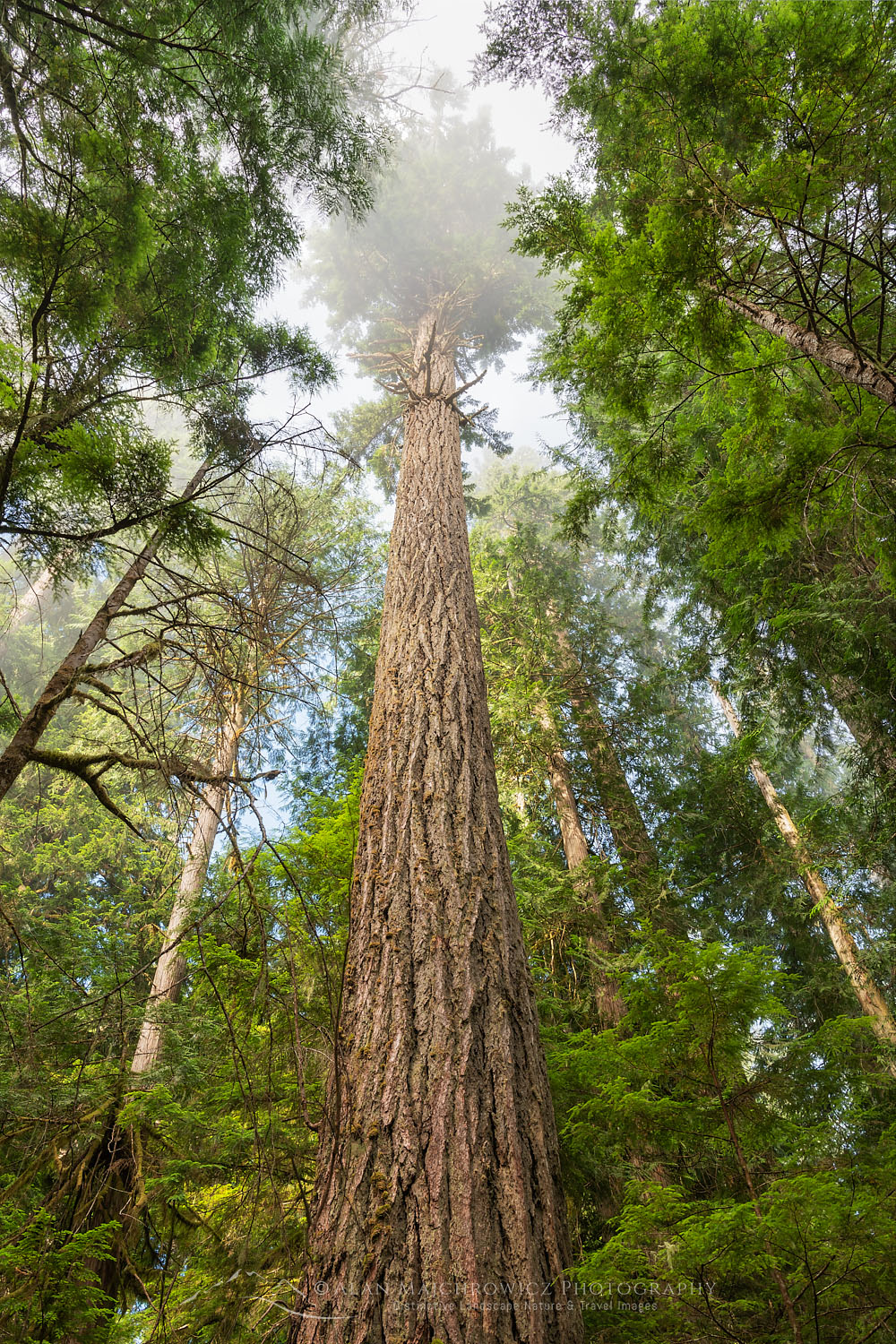 Old Growth Douglas Fir tree in Heart O' the Hills, Olympic National Park Washington #71873