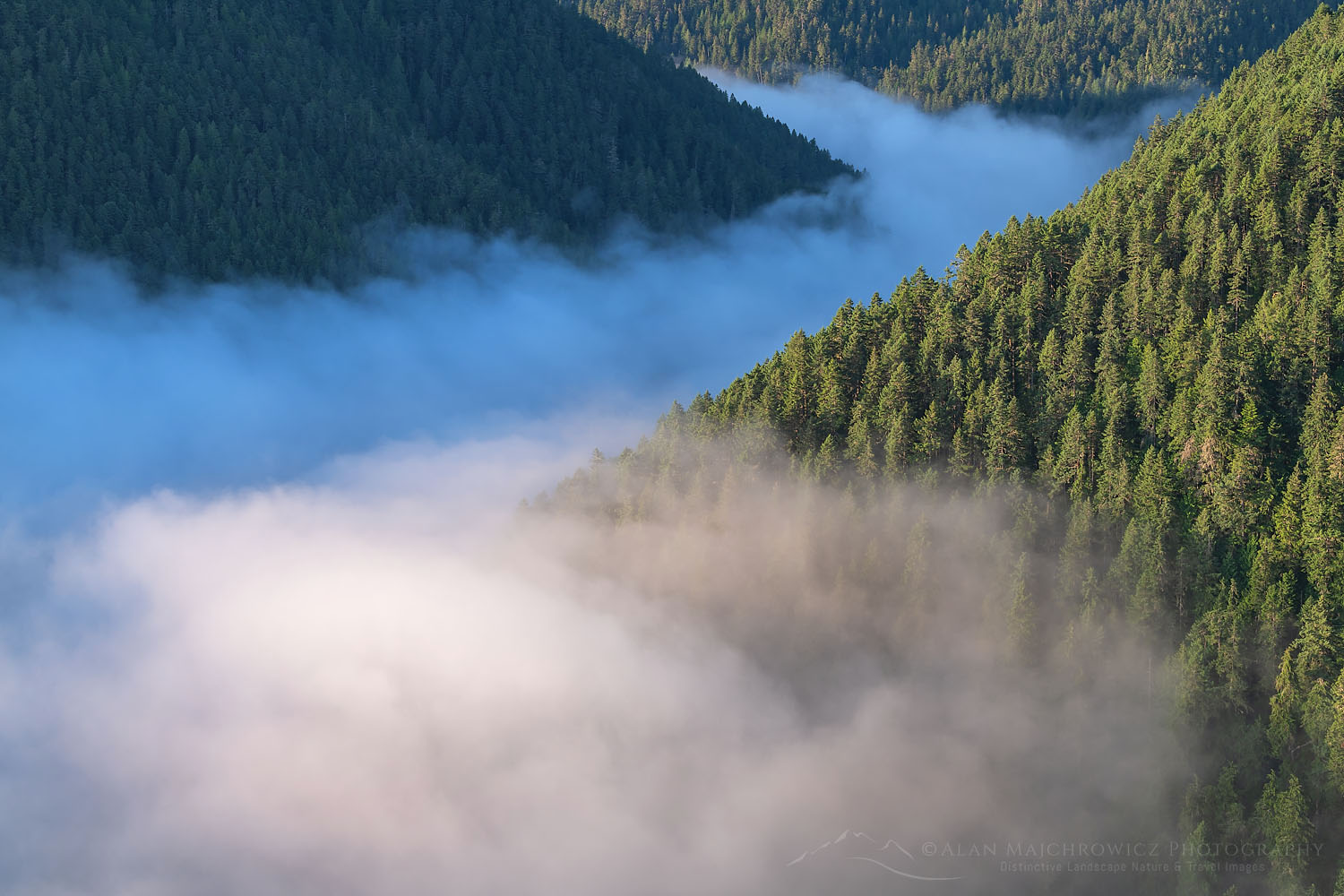 Fog in valley and slopes of Olympic Mountains. Olympic National Park Washington #71860