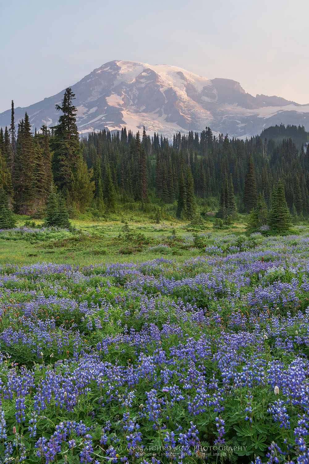 Mount Rainier Paradise wildflower meadows containing Broadleaf Lupines. Mount Rainier National Park, Washington #73440