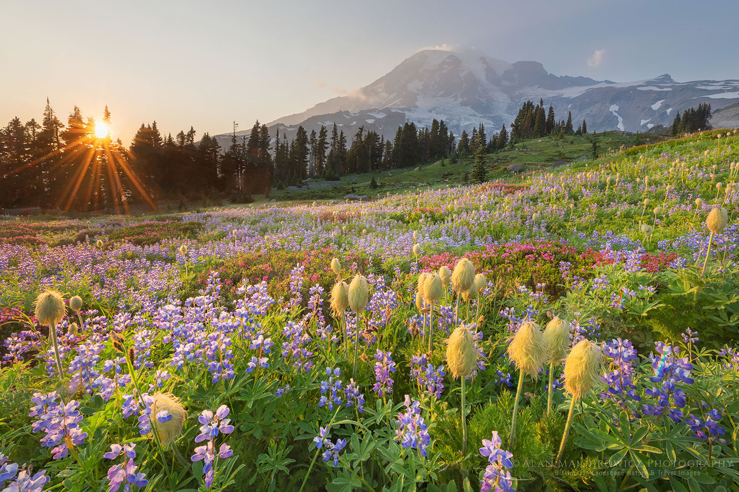 Sunset over Mount Rainier Paradise wildflower meadows. Containing a mixture of Western Anemone, Broadleaf Lupines, Pink Mountain Heather, and American Bistort. Mount Rainier National Park, Washington