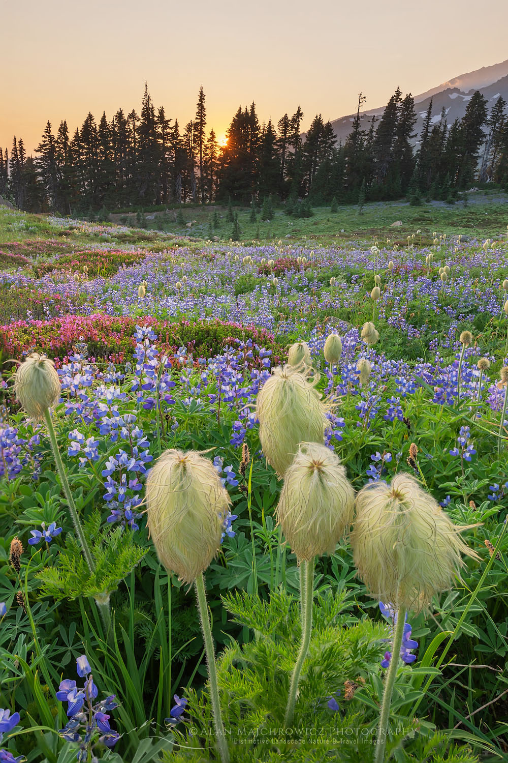 Sunset over Mount Rainier Paradise wildflower meadows. Containing a mixture of Western Anemone, Broadleaf Lupines, Pink Mountain Heather, and American Bistort. Mount Rainier National Park, Washington #73315