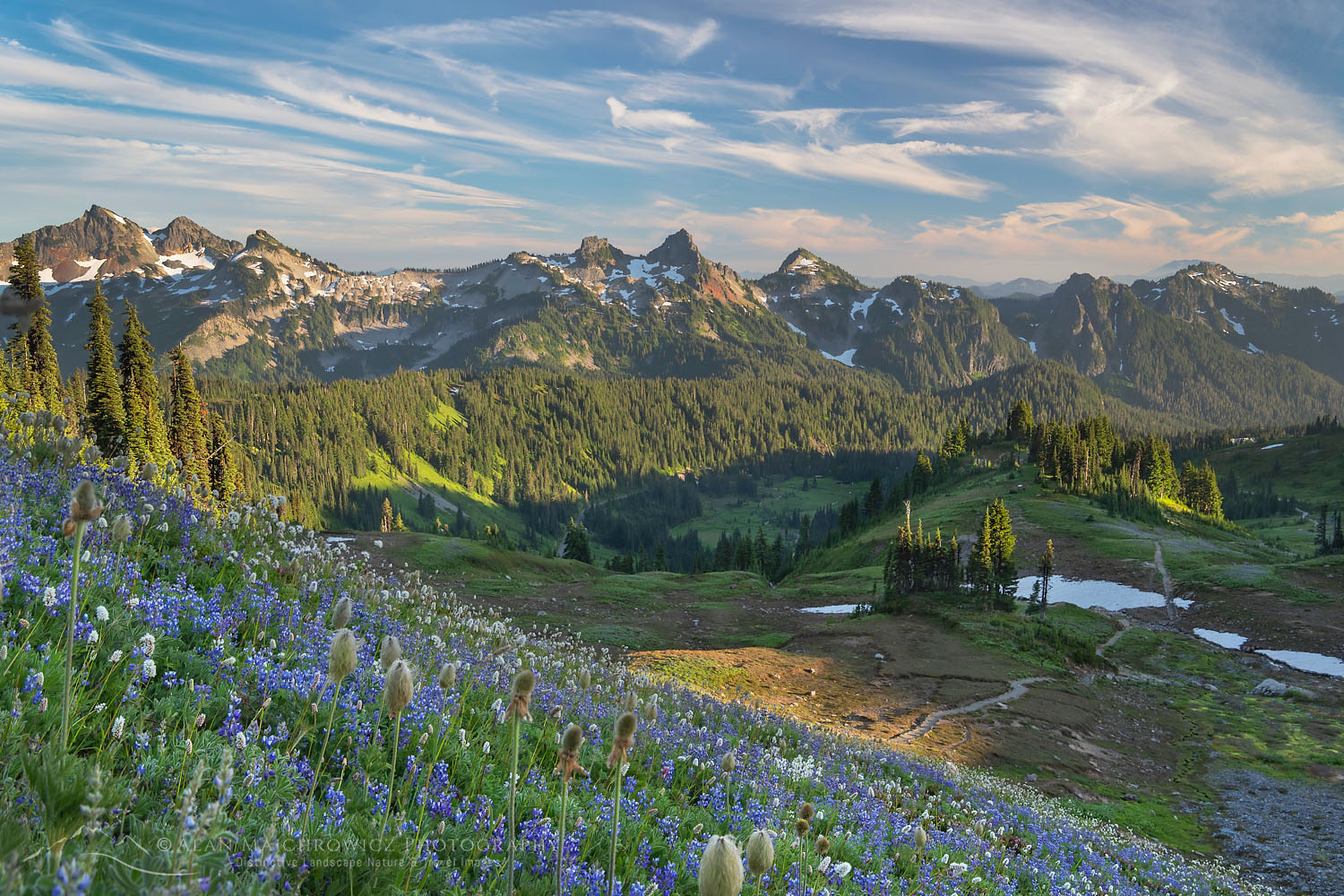 Tatoosh Range with a mixture of Broadleaf Lupines, and Western Anenomes in the foreground. Mount Rainier National Park, Washington #72740