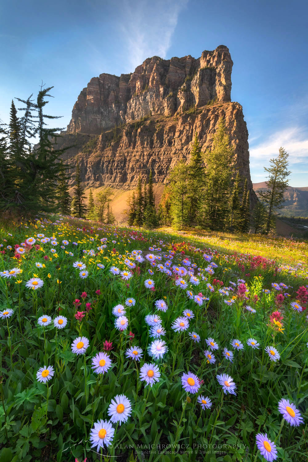 Meadows of purple aster wildflowers at Boulder Pass. Glacier National Park #69970or