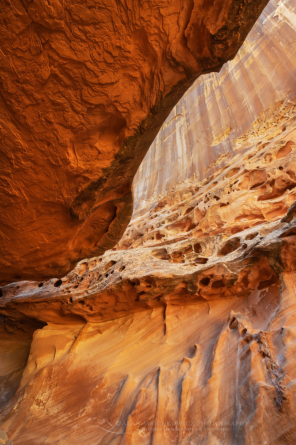 Eroded sandstone walls and overhangs resembling Swiss Cheese in the"subway" slot portion of Crack Canyon San Rafael Reef Utah #75128
