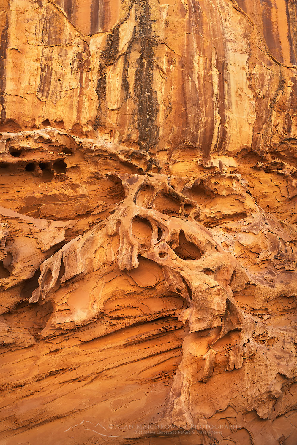 Eroded sandstone walls resembling Swiss Cheese in Crack Canyon San Rafael Reef Utah #75200