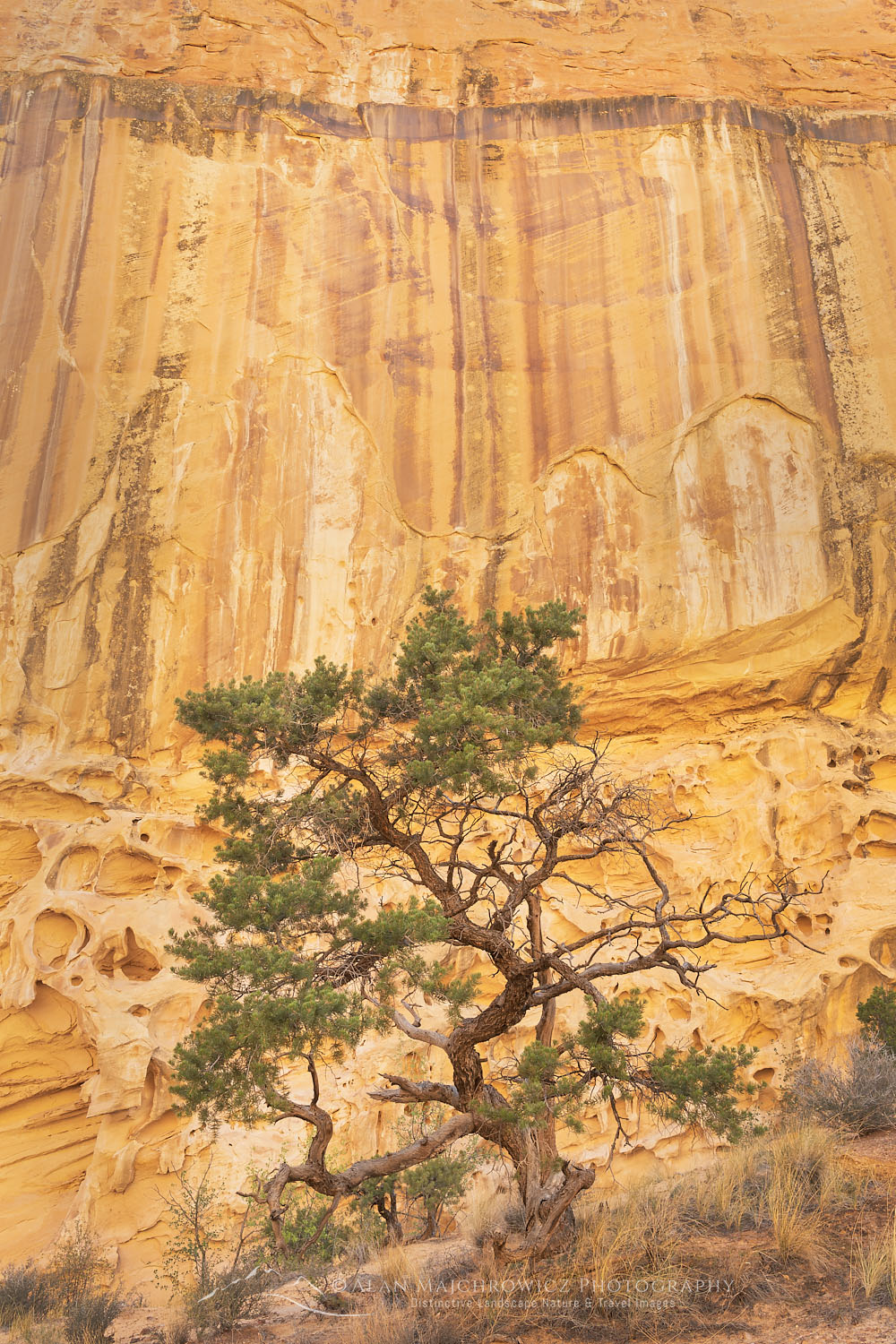 Juniper tree in front of eroded sandstone walls resembling Swiss Cheese in Crack Canyon San Rafael Reef Utah #75204