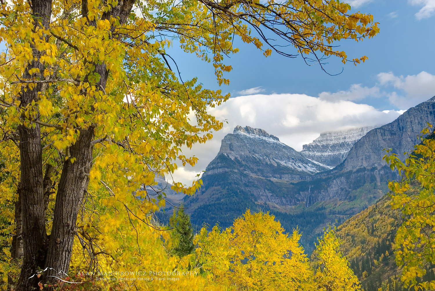 Mount Oberlin framed in the golden foliage of Cottonwood trees. Seen from yhr Going To The Sun Road in Glacier National Park Montana #20397