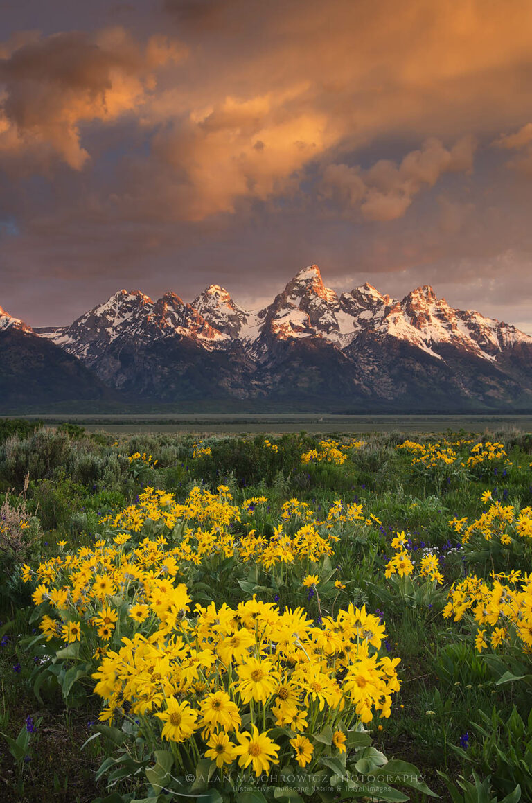 Wildflowers Grand Teton National Park Wyoming Alan Majchrowicz Photography 6421