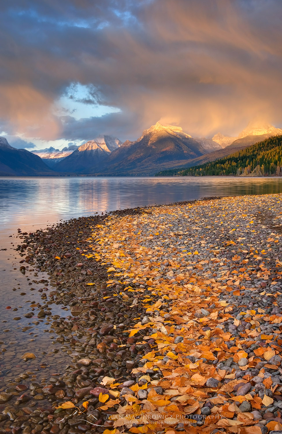 Fallen leaves line the shore of Lake McDonald as a passing storm glows in the evening light, Glacier National Park Montana #22770