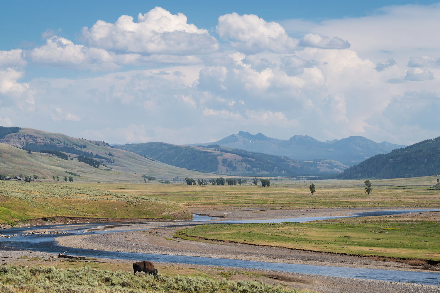Lone Bison grazing in Lamar Valley Yellowstone National Park #69463