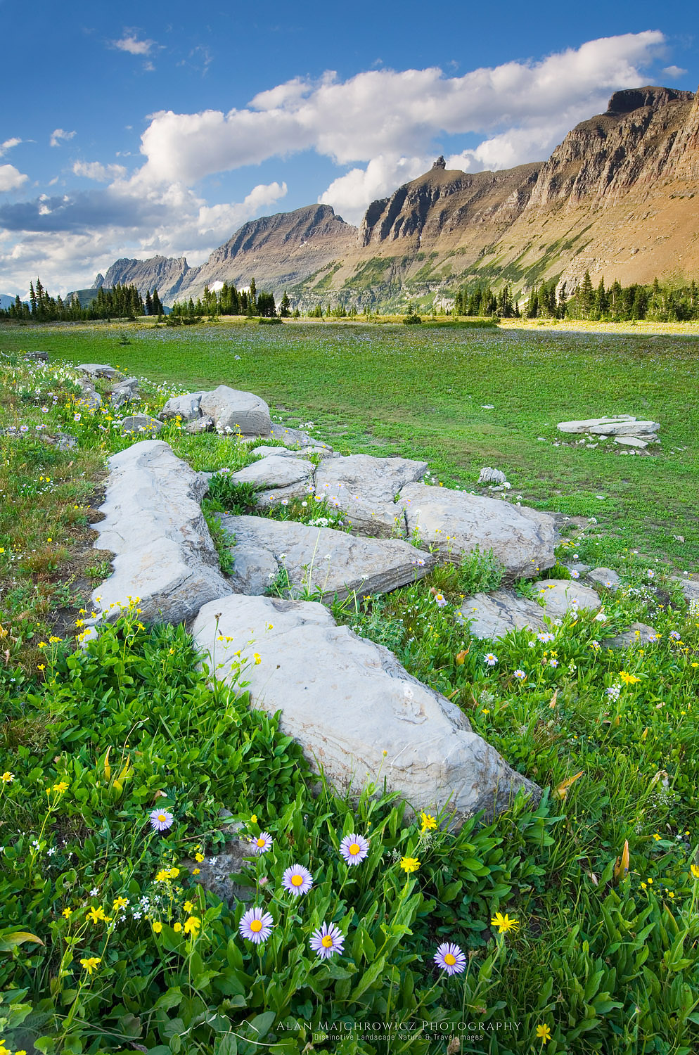 Alpine meadows at Logan Pass with the Garden Wall and Bishop's Cap in the distance, Glacier National Park Montana #46482
