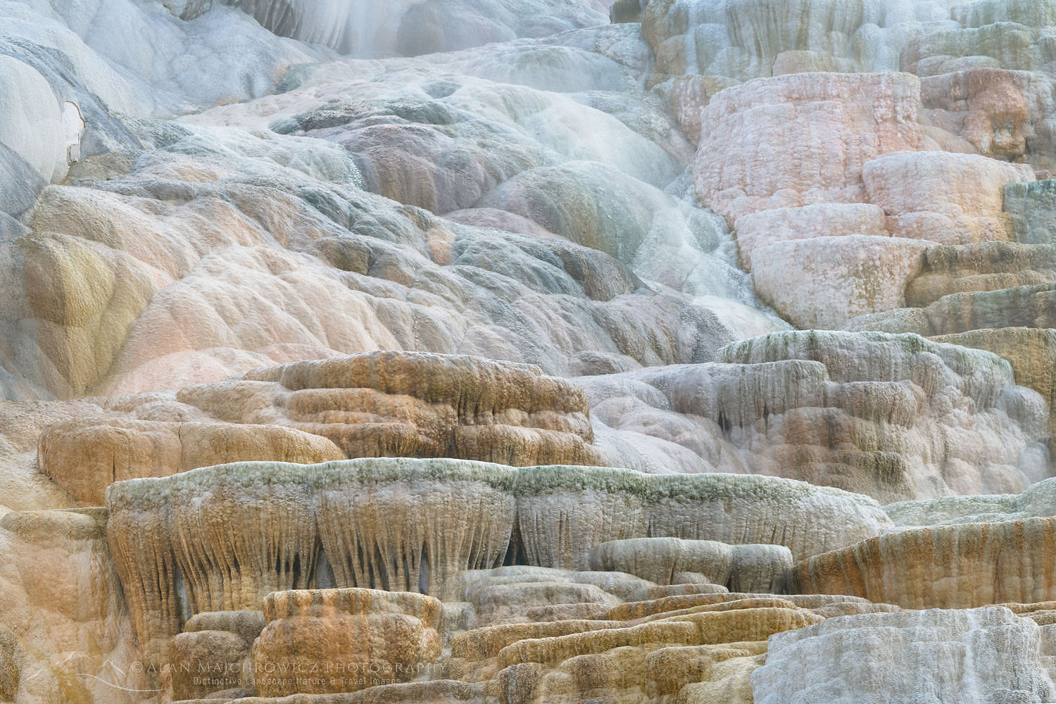 Palette Spring Terraces composed of travertine deposits colored by thermophilic bacteria. Mammtoth Hot Springs, Yellowstone National Park #68001