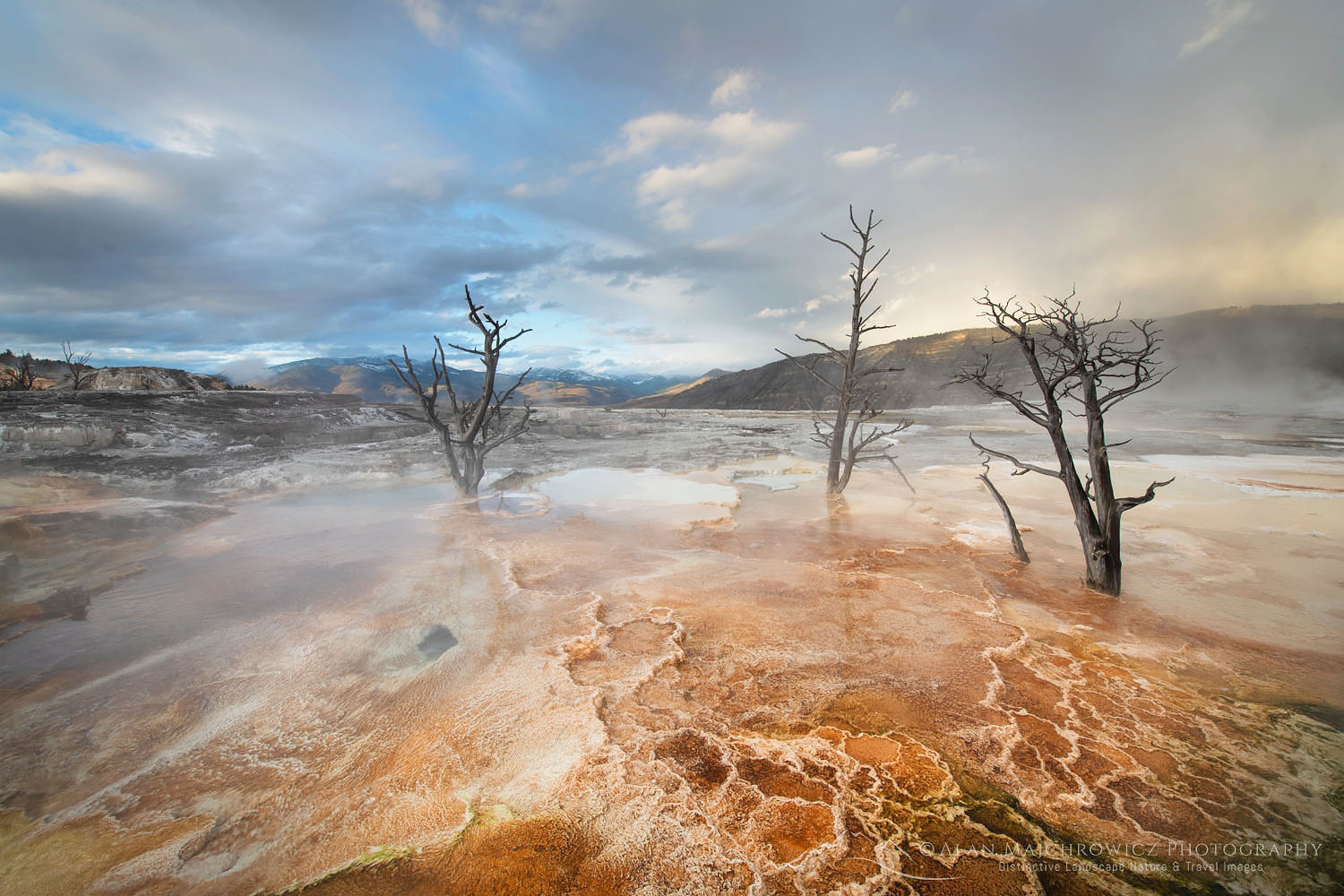 Dead trees entombed in travertine deposits colored by thermophilic bacteria. Upper Terraces of Mammoth Hot Springs, Yellowstone National Park #68021