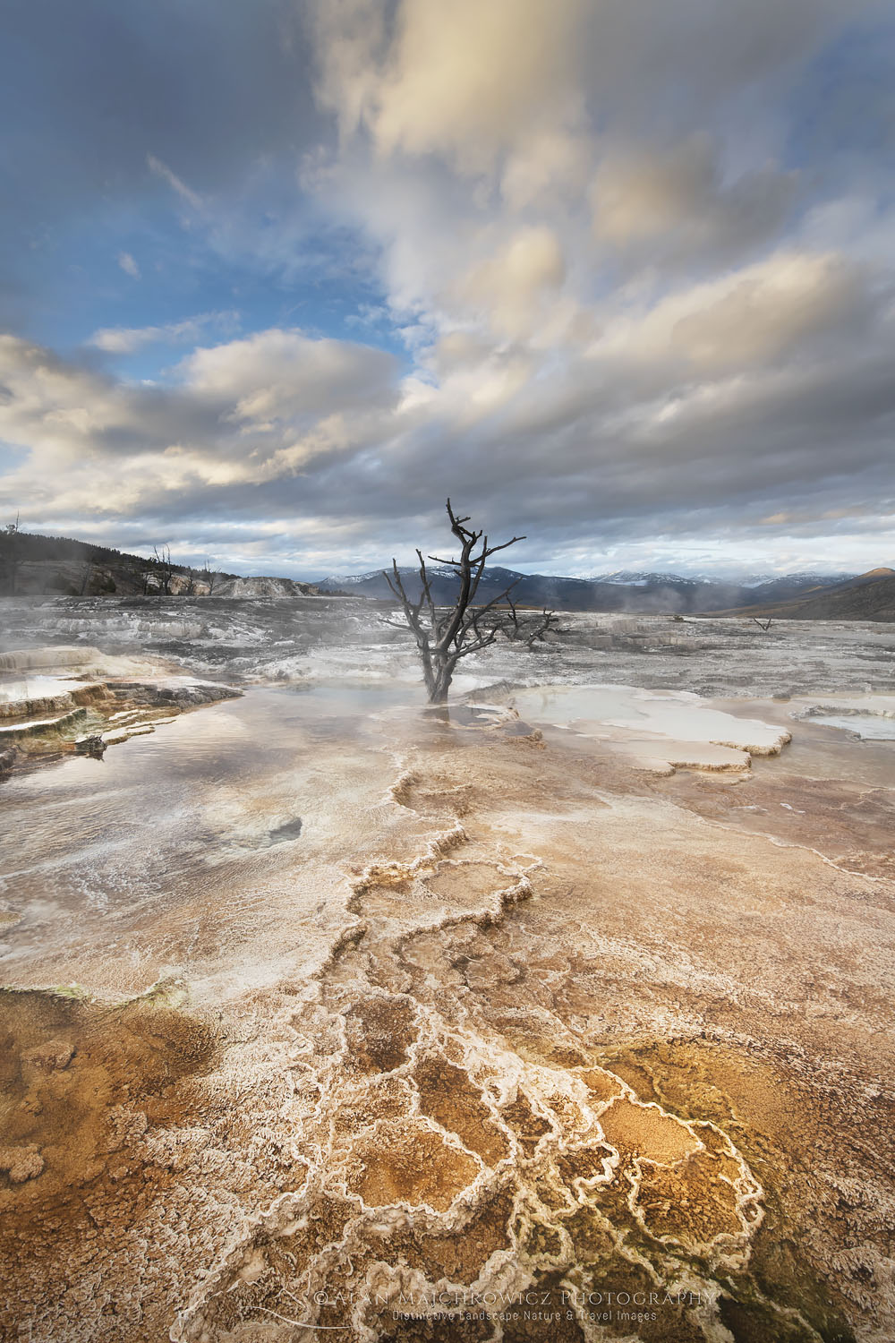 Dead trees entombed in travertine deposits colored by thermophilic bacteria. Upper Terraces of Mammoth Hot Springs, Yellowstone National Park #68025