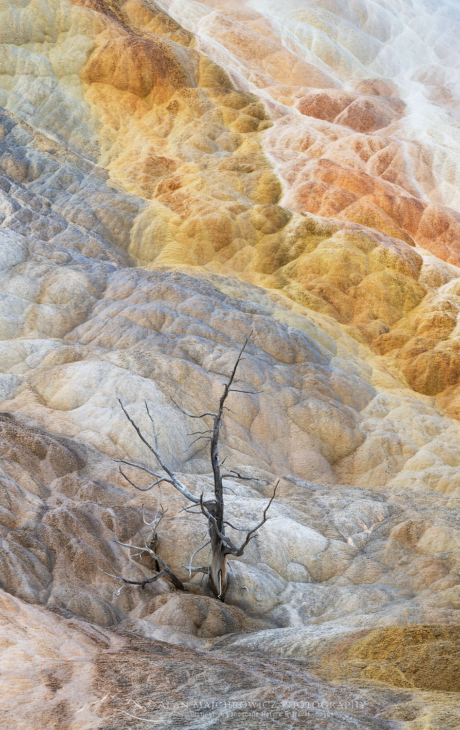 Dead trees entombed in travertine deposits colored by thermophilic bacteria. Upper Terraces of Mammoth Hot Springs, Yellowstone National Park #68060