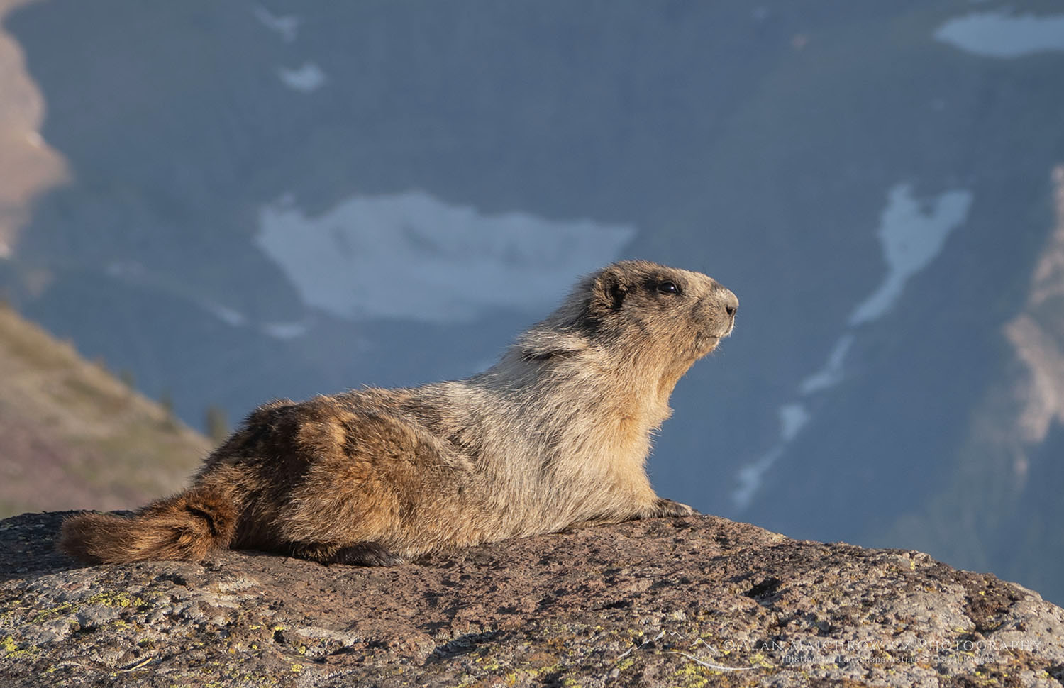 Hoary Marmot (Marmota caligata) Glacier National Park #69980