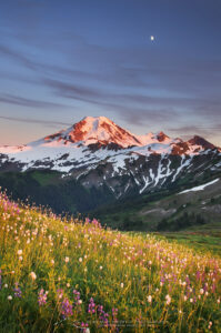 Mount Baker seen from wildflowers meadows on Skyline Divide, Mount Baker Wilderness North Cascades Washington #54245