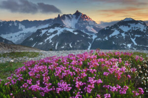 Mount Shuksan and pink heather on Hannegan Peak, North Cascades Washington #54307