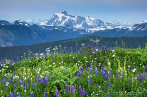 Mount Shuksan seen from wildflower meadows of Skyline Divide, Mount Baker Wilderness Washington #53322