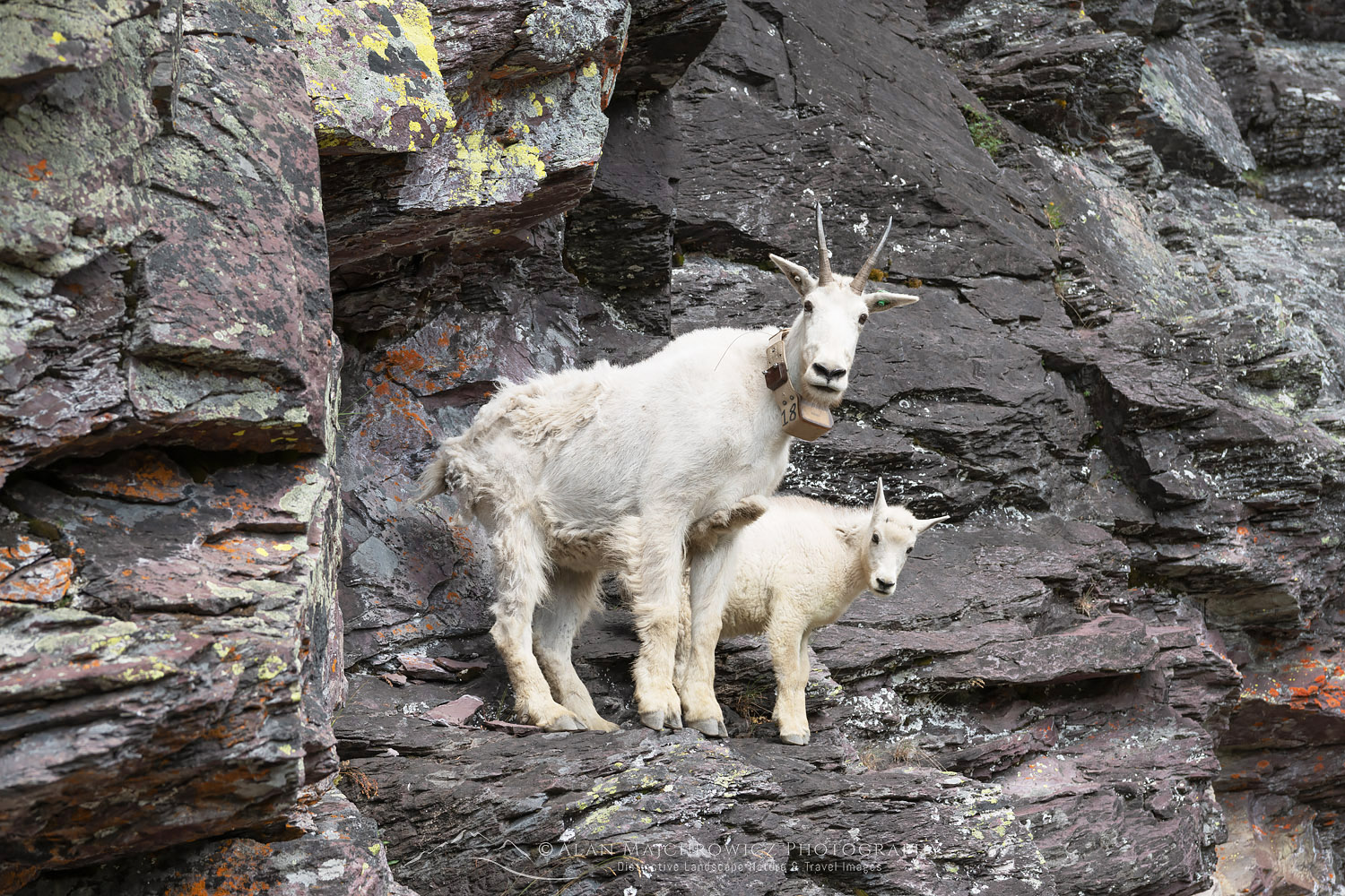Mountain Goats (Oreamnos americanus) on Comeau Pass Trail, Glacier National Park Montana #69791