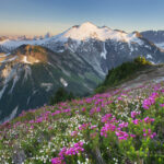 Ruth Mountain and Hannegan Peak Wildflowers North Cascades Washington #54332
