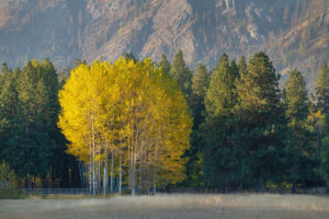 Fall foliage along the Methow River near Mazama Washington