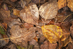 Fallen Cottonwood leaves in the Methow Valley Washington