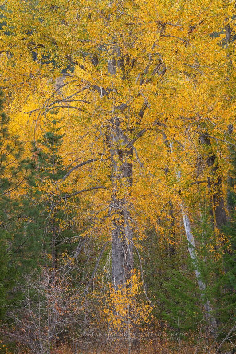 Pacific Northwest Archives Alan Majchrowicz Photography
