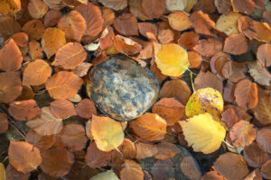 Fallen leaves along the Methow River Washington