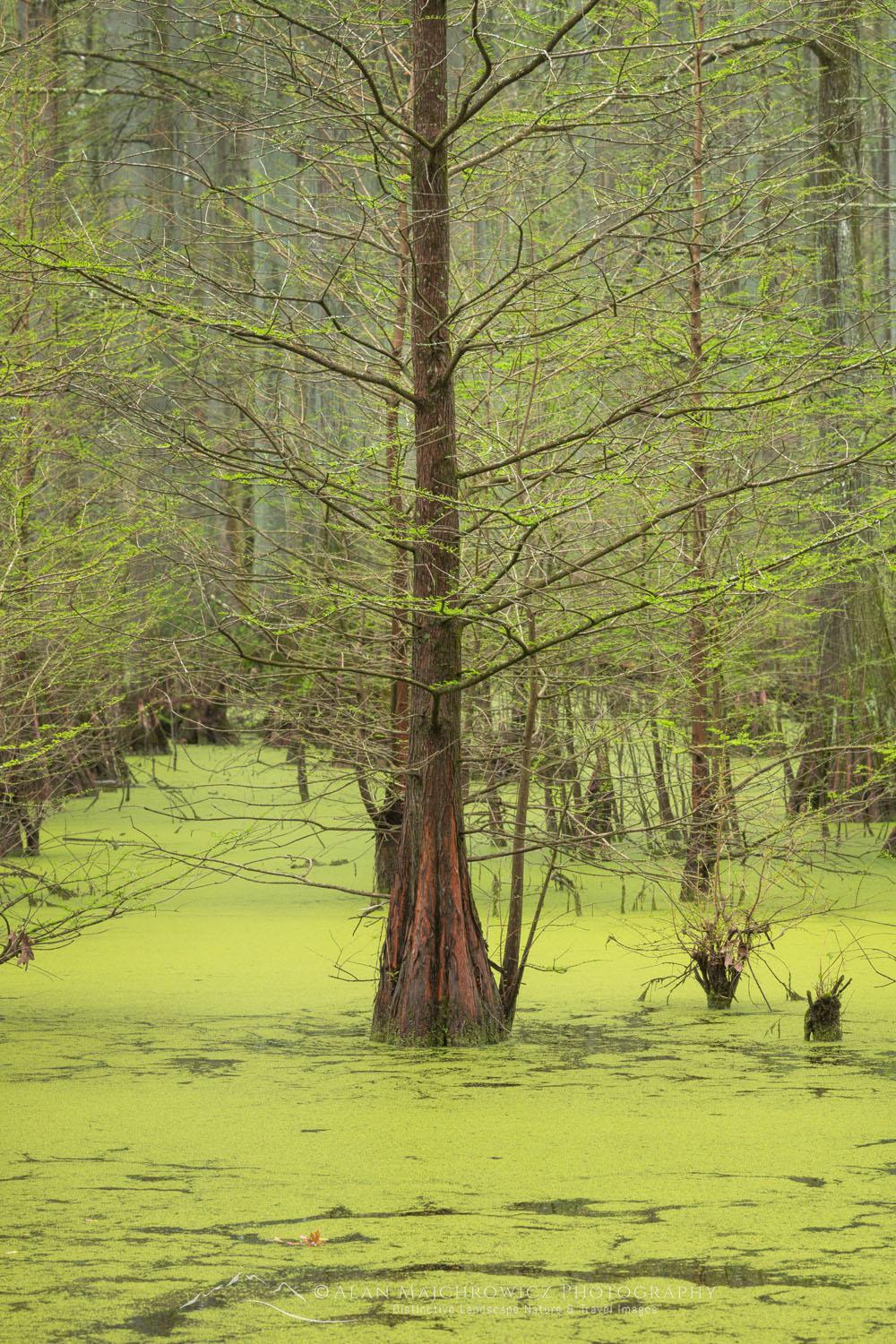 Cypress trees, Heron Pond Illinois Alan Majchrowicz Photography