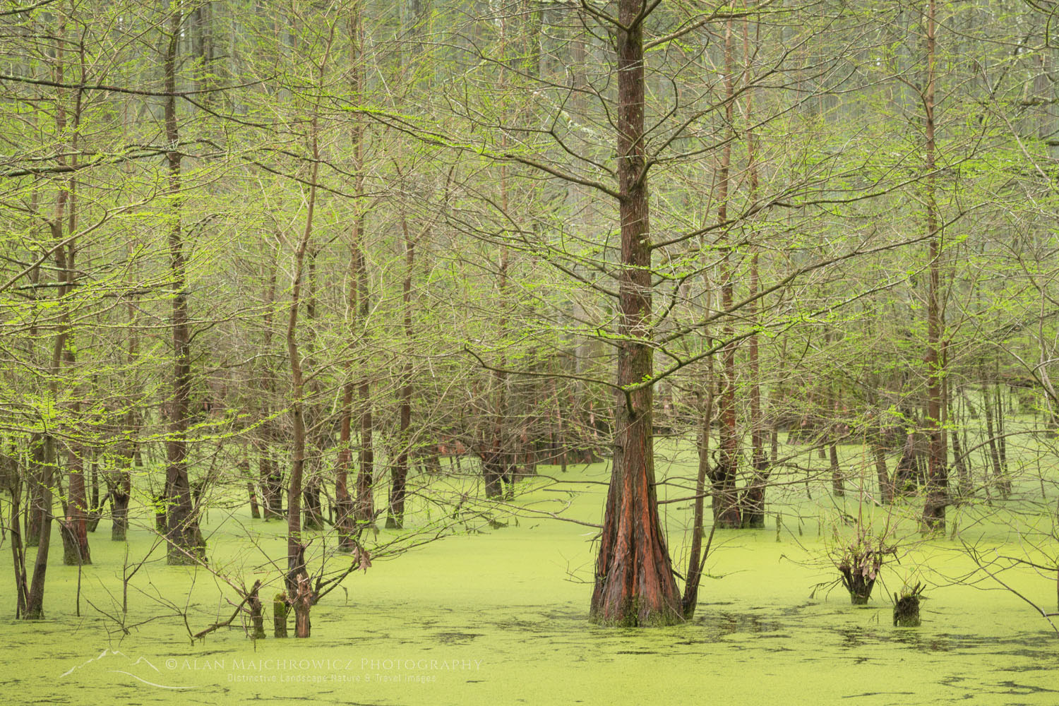 Cypress trees in Heron Pond, Little Black Slough Nature Preserve, Illinois #77200