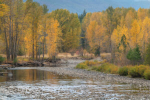 Fall foliage along the Methow River near Mazama Washington