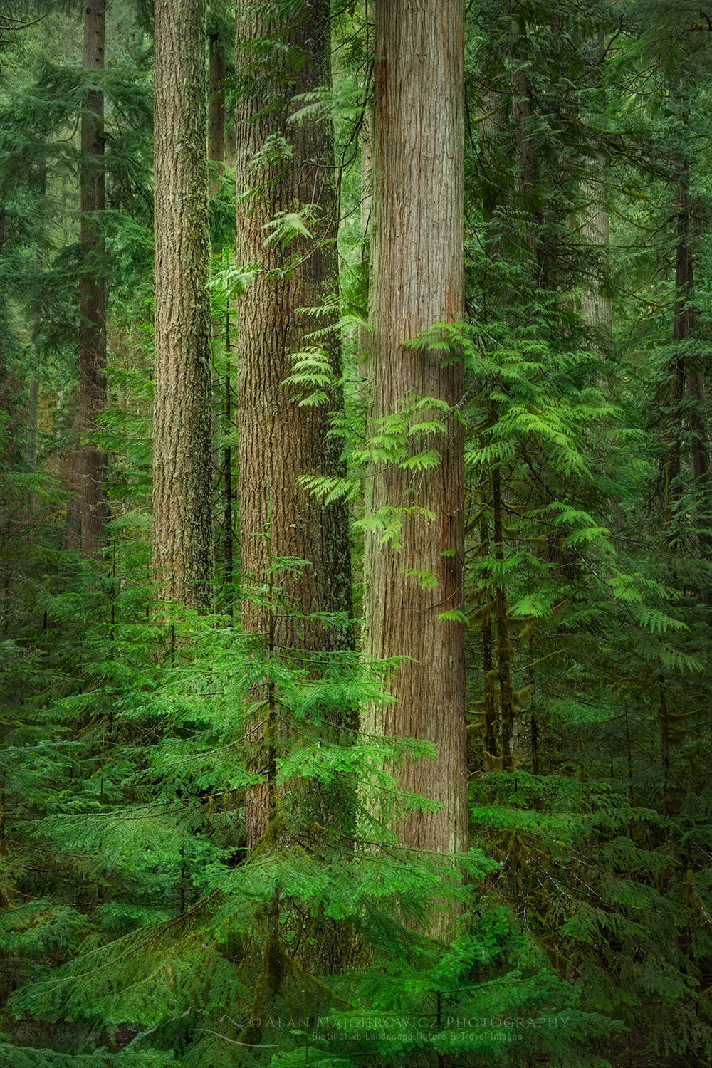 North Cascades old-growth forest. Mt. Baker-Snoqualmie National Forest Washington #77662or