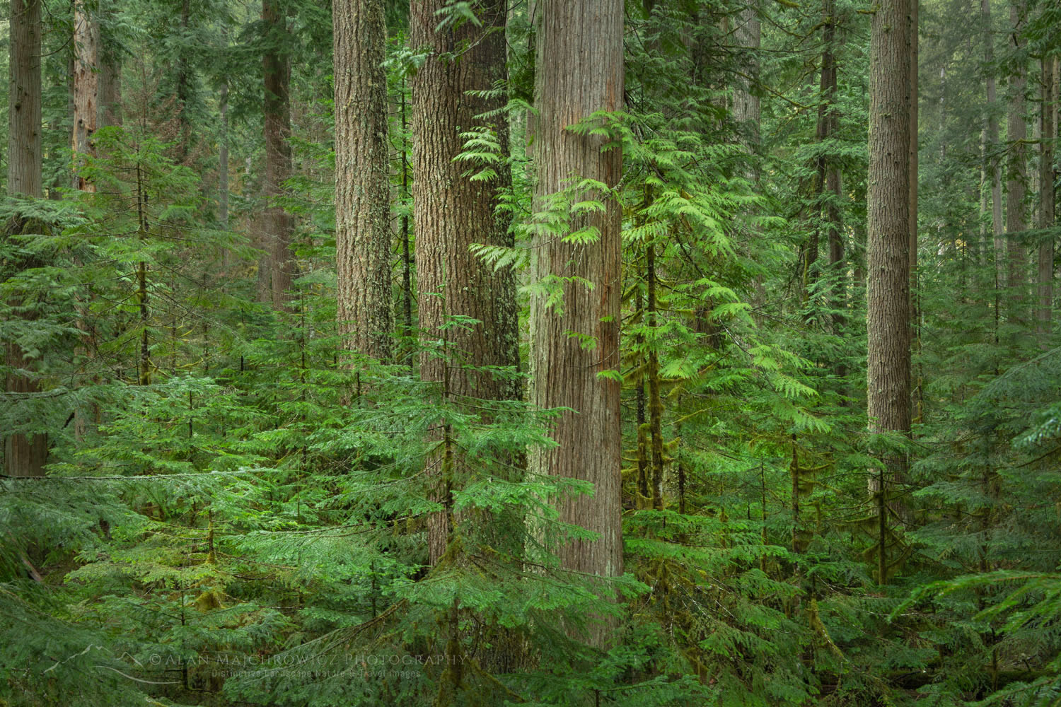 North Cascades old-growth forest. Mt. Baker-Snoqualmie National Forest Washington #77661