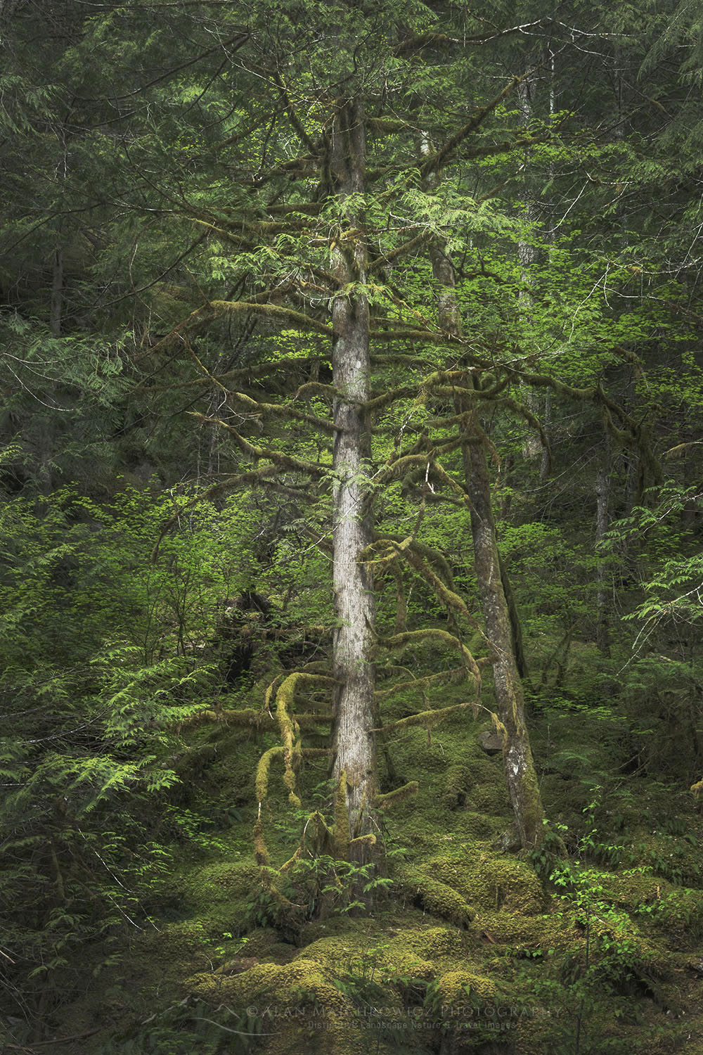 Old growth forest along Stetattle Creek, North Cascades National Park, Washington #77798