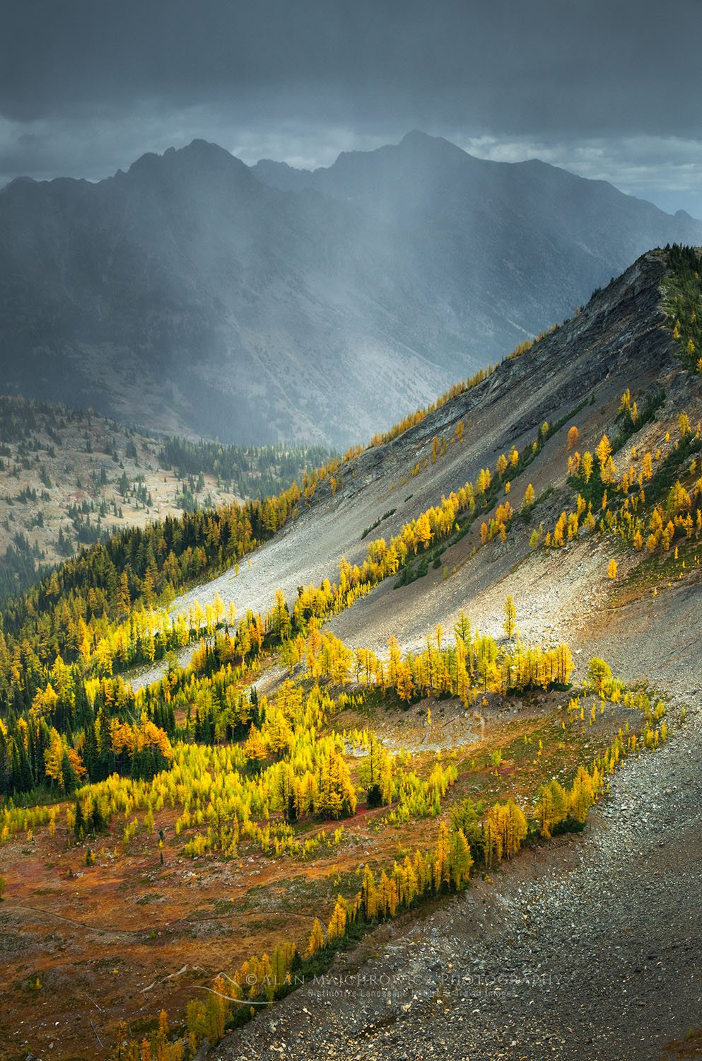 Subalpine Larches near Slate Peak, Pasayten Wilderness, North Cascades Washington #56448