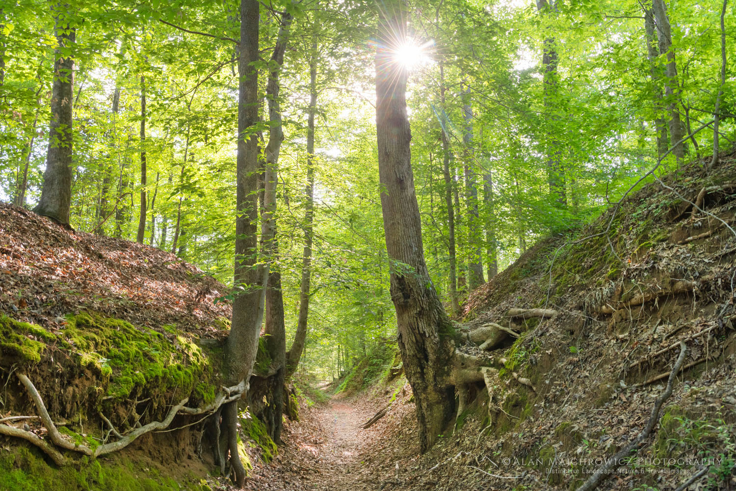 Sunken Trace, a section of the deeply eroded or "sunken" Old Trace. Historic Natchez Trace in Mississippi #77204