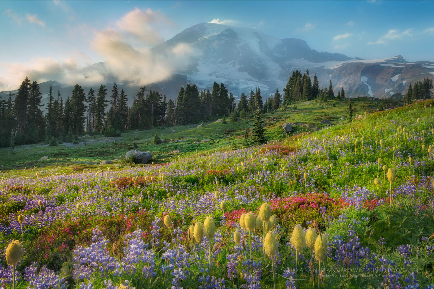 Mount Rainier Paradise wildflower meadows . Mount Rainier National Park, Washington #73232or